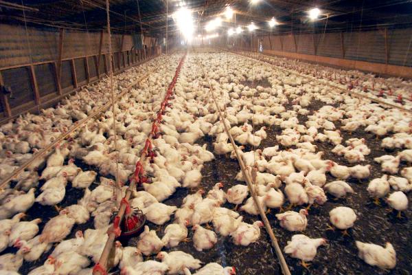 Chicken farm in Nigeria